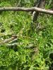 Cleavers Capsella bursa-pastoris